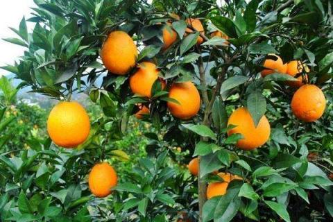 橙子种子怎么发芽 橙子种子怎么发芽视频