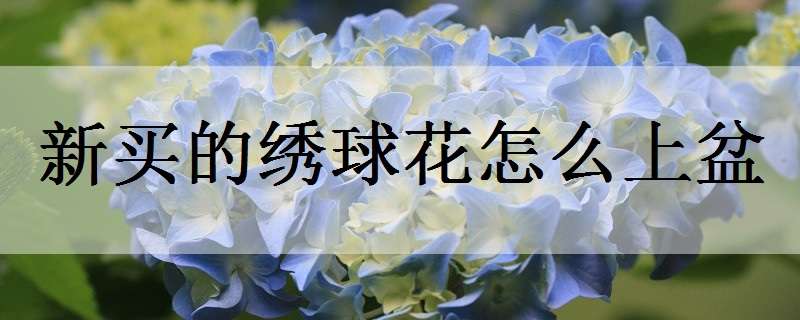 新买的绣球花怎么上盆
