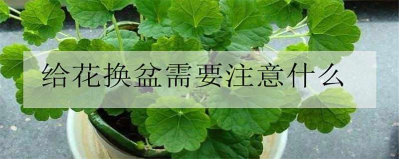 给花换盆需要注意什么