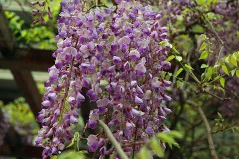 紫气东来盆栽的养护方法 如何养更旺盛