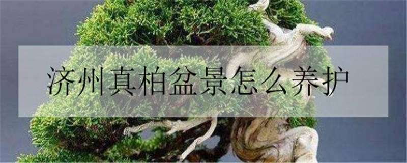 济州真柏盆景怎么养护