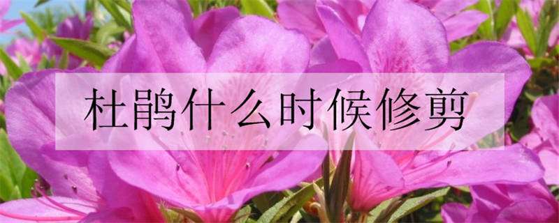 杜鹃什么时候修剪 杜鹃什么时候修剪合适