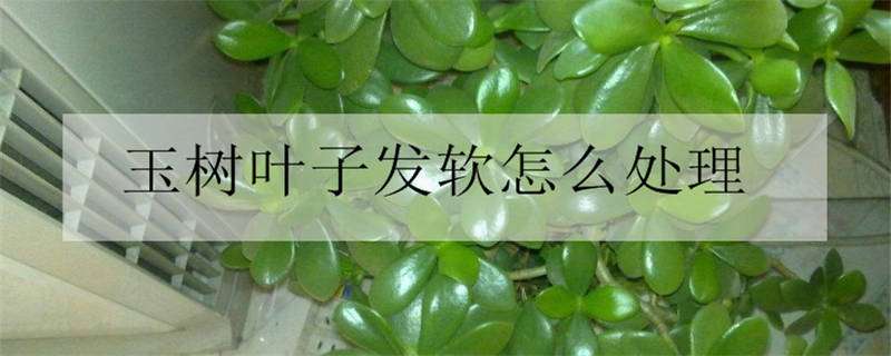 玉树叶子发软怎么处理（玉树叶子软了怎么办?）