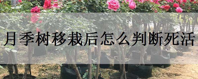 月季树移栽后怎么判断死活