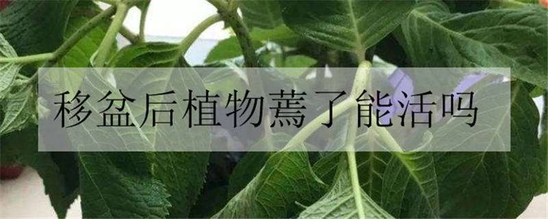 移盆后植物蔫了能活吗（换盆后植物蔫了）