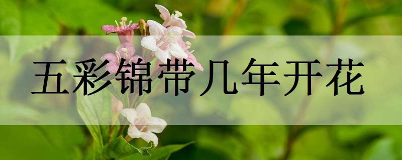 五彩锦带几年开花 五彩锦带几年开花