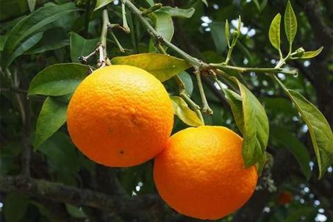 橙子种子怎么发芽 催芽方法有哪些