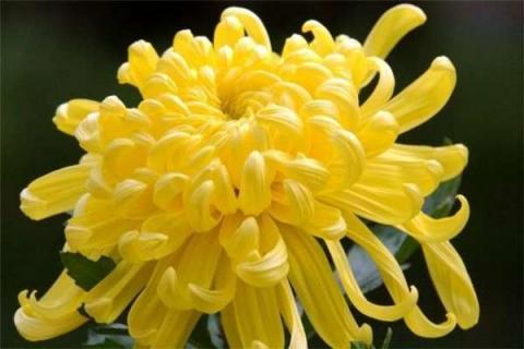 菊花修剪在几月份（菊花修剪在几月份开花）