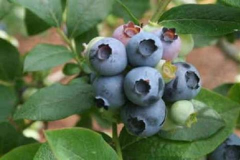 蓝莓哪个品种最好吃 盘点甜度较高的蓝莓