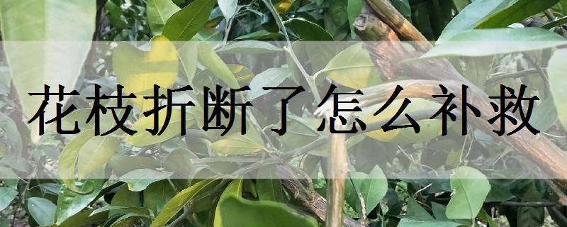 花枝折断了怎么补救（花枝折断了怎么补救图片）