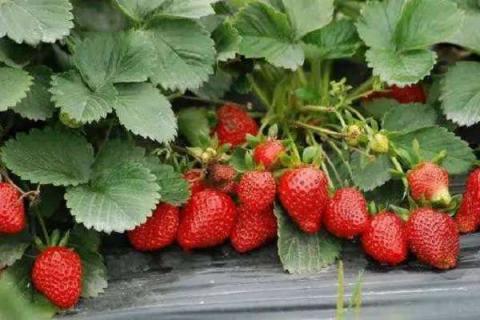 买的草莓种子怎么种 直接种土里行吗