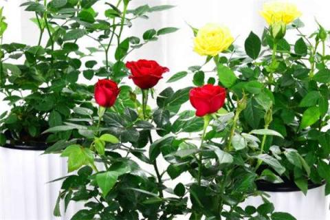 夏天鲜花养护要点 夏天鲜花怎么养时间比较久