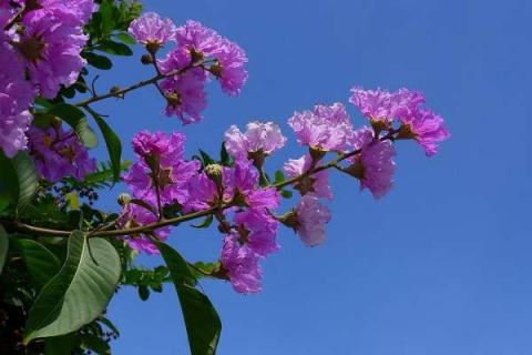 紫气东来盆栽的养护方法 紫气东来花卉怎么养