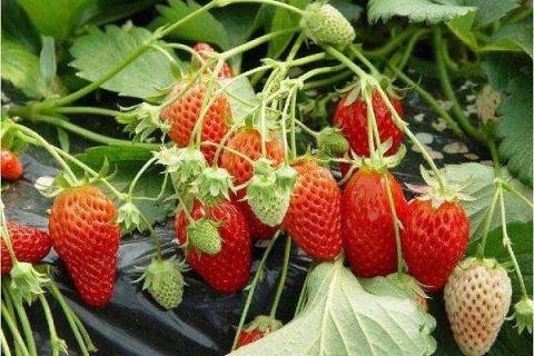买的草莓种子怎么种 直接种土里行吗