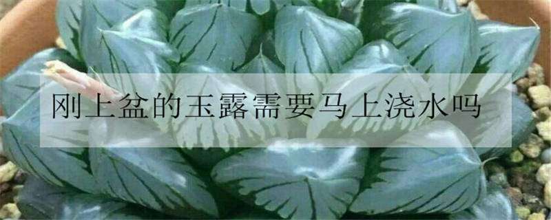 刚上盆的玉露需要马上浇水吗（玉露刚上盆可以浇水吗）