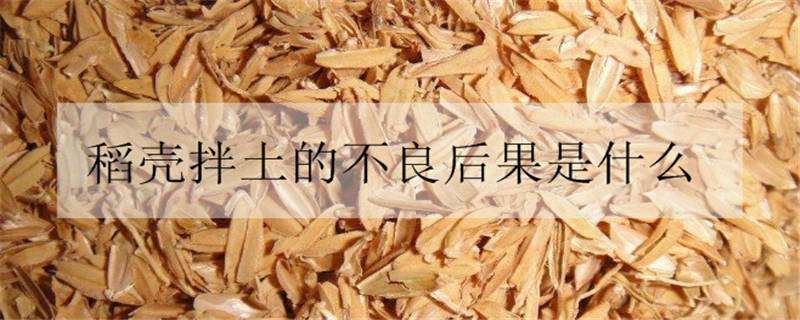 稻壳拌土的不良后果是什么 稻壳不发酵能拌土吗