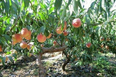 桃树常用的砧木有哪些 注意事项有哪些
