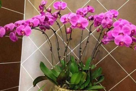 正在开花的蝴蝶兰如何养护（已经开花的蝴蝶兰怎么养护）