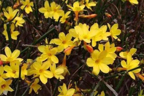 迎春花根怎样变粗（迎春花根怎样变粗,怎样绑扎造型）