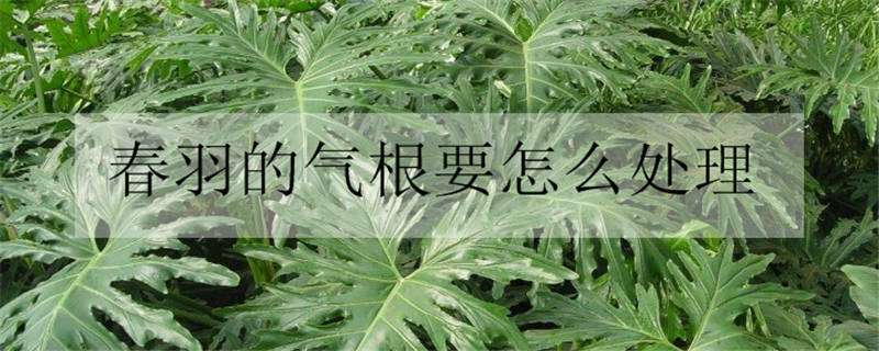 春羽的气根要怎么处理（春羽的气根埋在土里对不对）