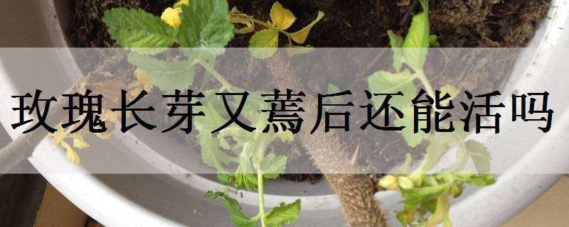 玫瑰长芽又蔫后还能活吗（为什么玫瑰发芽了又蔫了）