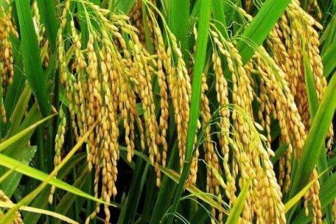 水稻病虫害的防治时间是什么时候 水稻病虫害的防治时间是什么时候2020年