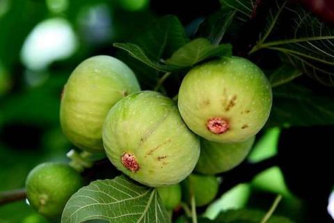 无花果结果后要剪叶吗（无花果的修剪方法图解）
