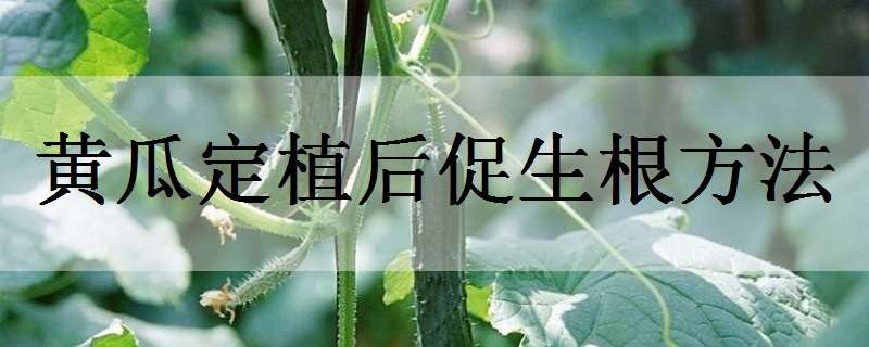 黄瓜定植后促生根方法（黄瓜定植后几天灌根）