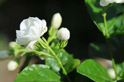 新买的茉莉该剪掉花苞吗 新买的茉莉该剪掉花苞吗怎么养