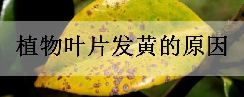 植物叶片发黄的原因 植物叶片发黄的原因有哪些生物