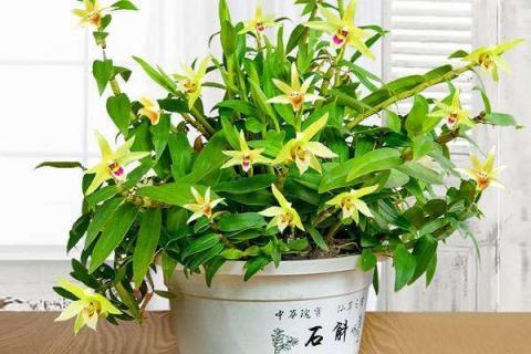 盆栽石斛养法是什么（盆栽石斛的种植方法和注意事项）
