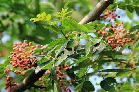 花椒树夏季修剪技术 花椒树的夏季修剪方法