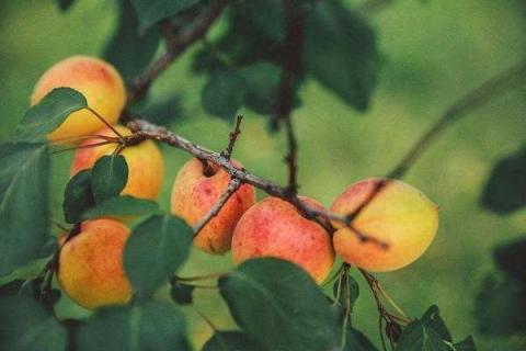 杏树摘果后应该如何施肥 杏树采摘后施什么肥好?