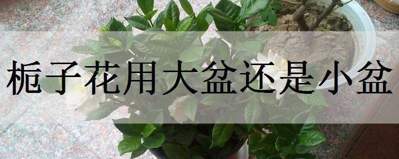 栀子花用大盆还是小盆（栀子花用大盆还是小盆好看）