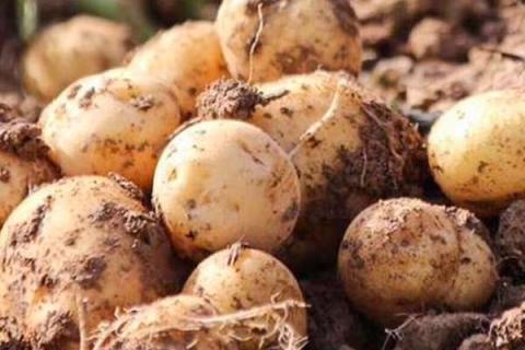 脲铵氮肥可以用于土豆吗（脲铵氮肥可以做底肥吗）