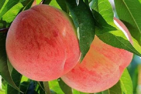 桃树能上尿素和复合肥吗 怎么施肥产量高