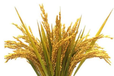 水稻钾肥的正确使用方法及注意事项 水稻钾肥的最佳时机