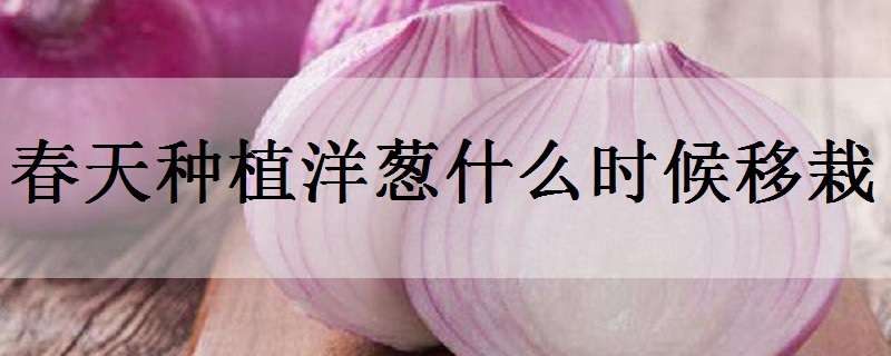 春天种植洋葱什么时候移栽 春天种植洋葱什么时候移栽比较好