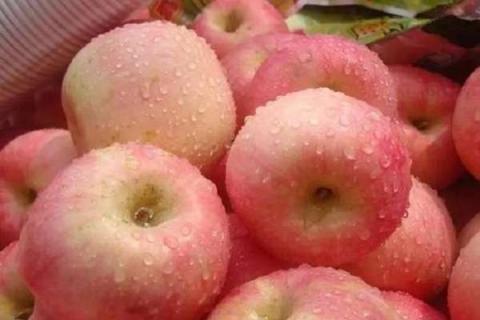苹果树施钾肥最佳时间（苹果树施钾肥最佳时间和方法）