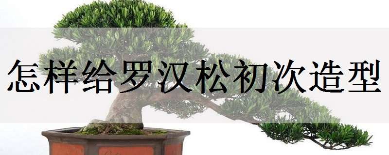 怎样给罗汉松初次造型（怎么给罗汉松造型）