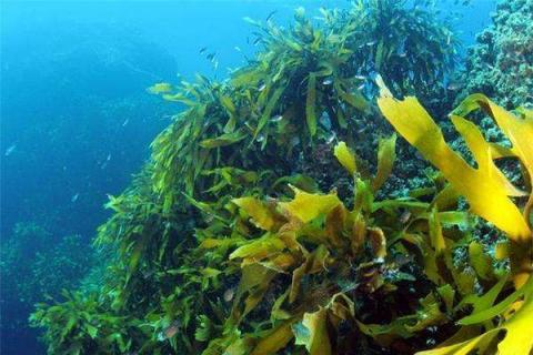 海藻肥的施用方法 海藻肥配方