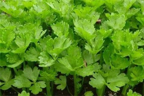 芹菜第一次施肥什么时候 施肥技术要点