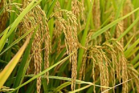 水稻分蘖肥需要用钾肥吗 水稻分蘖肥需要用钾肥吗