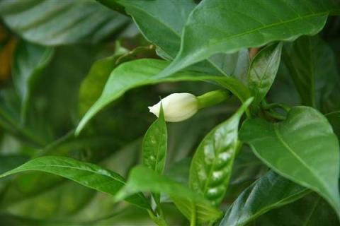 狗牙花为什么掉花苞 狗牙花为什么掉花骨朵