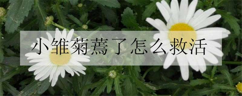 小雏菊蔫了怎么救活 雏菊蔫了怎么补救