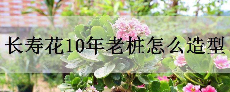 长寿花10年老桩怎么造型