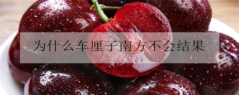 为什么车厘子南方不会结果（车厘子不结果的原因）