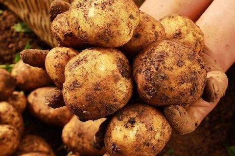 秋土豆种植时间与施肥技术（秋土豆种植时间与施肥技术要求）