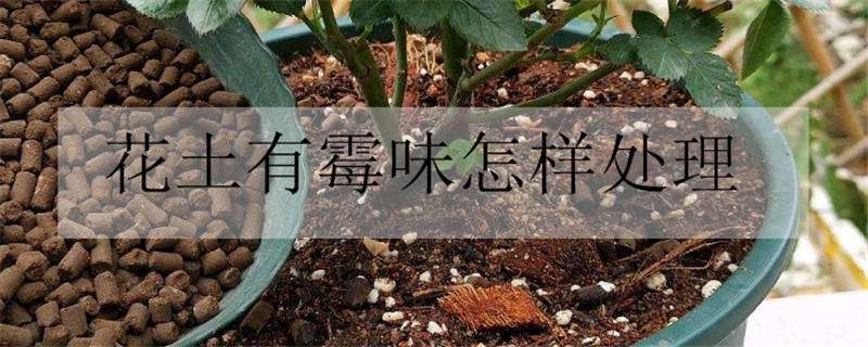 花土有霉味怎样处理 花土有霉味怎样处理干净