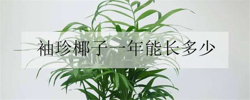 袖珍椰子一年能长多少